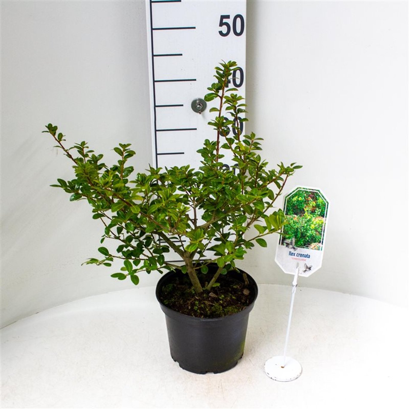 Ilex crenata 'Green Lustre' - C3 25-30 CM